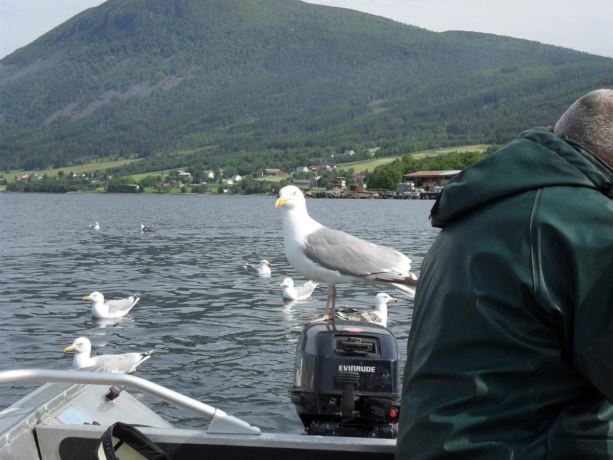 Fagervik Camping Tresfjord Exteriér fotografie